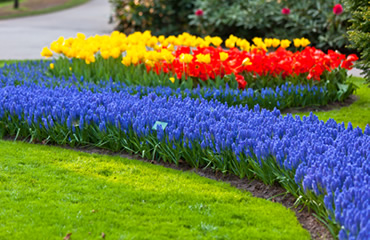 picture of pretty flowers